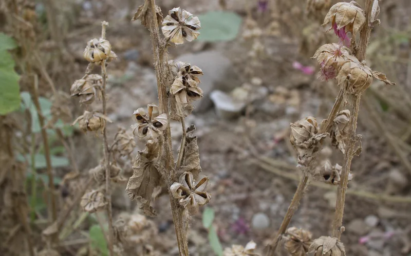 Dried brown hollyhock stalks with split seed pods standing in a late summer garden bed