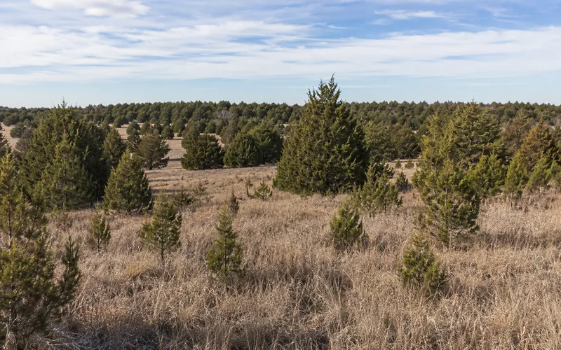 Eastern Red Cedar trees spreading across an open grassland pasture
