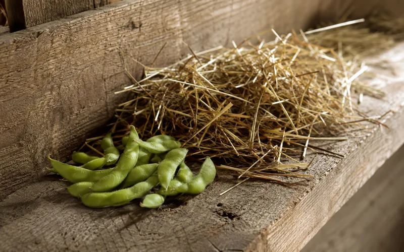 A handful of green edamame pods next to a flake of hay in a barn