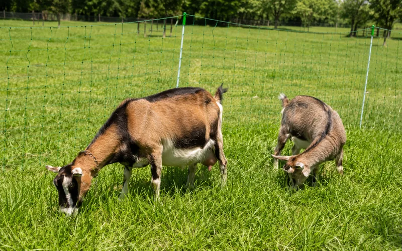 Two goats grazing safely inside a section of portable electric netting in a pasture