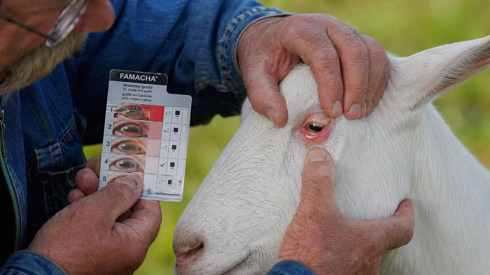 Goat owner performing a FAMACHA eye score check on a goat