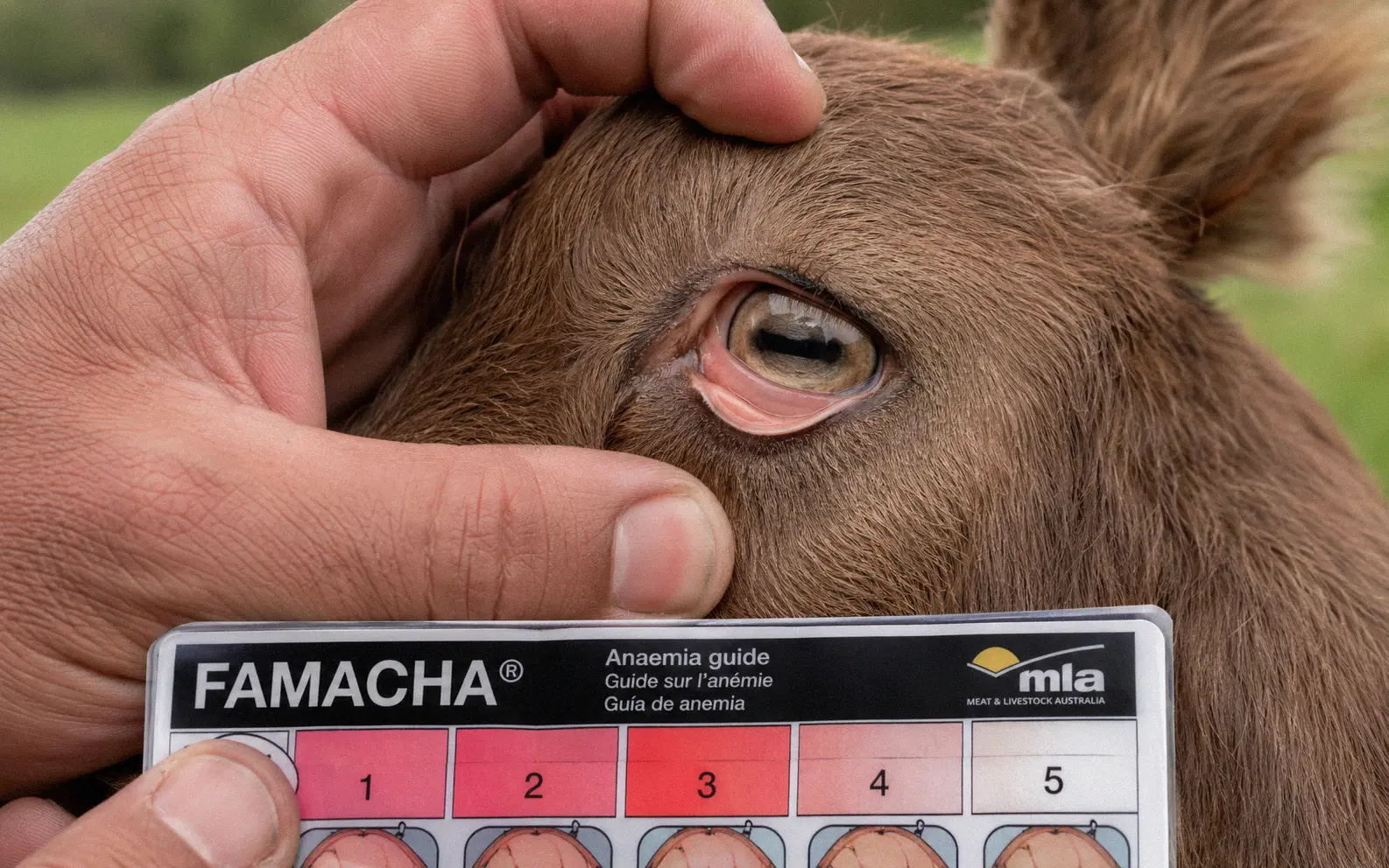 Close-up of a goat's inner eyelid being checked using the FAMACHA scoring system