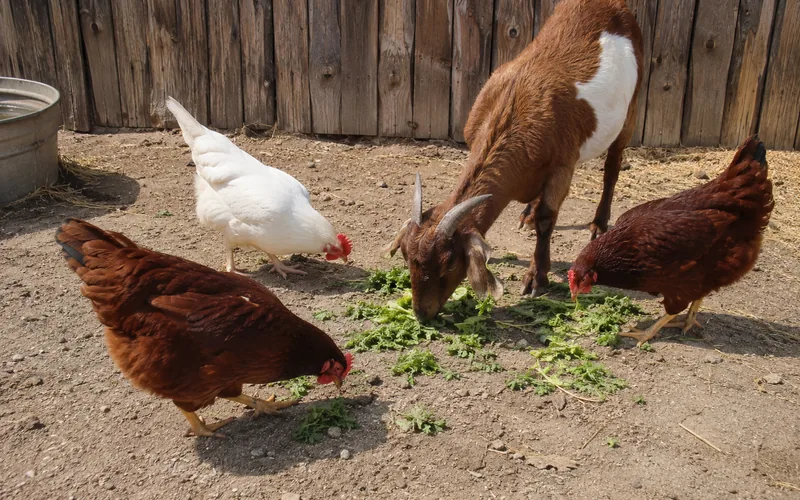 Chickens and a goat sharing a bowl of fresh cilantro in a farmyard