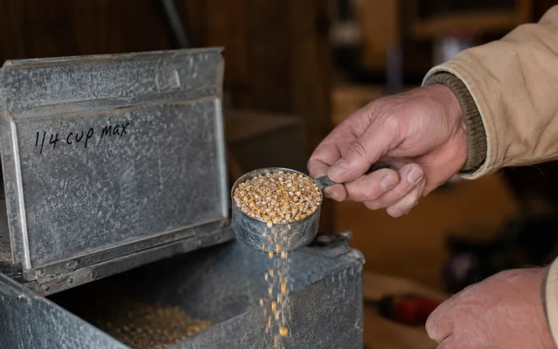 A farmer using a measuring cup to portion cracked grain into a metal feed bucket