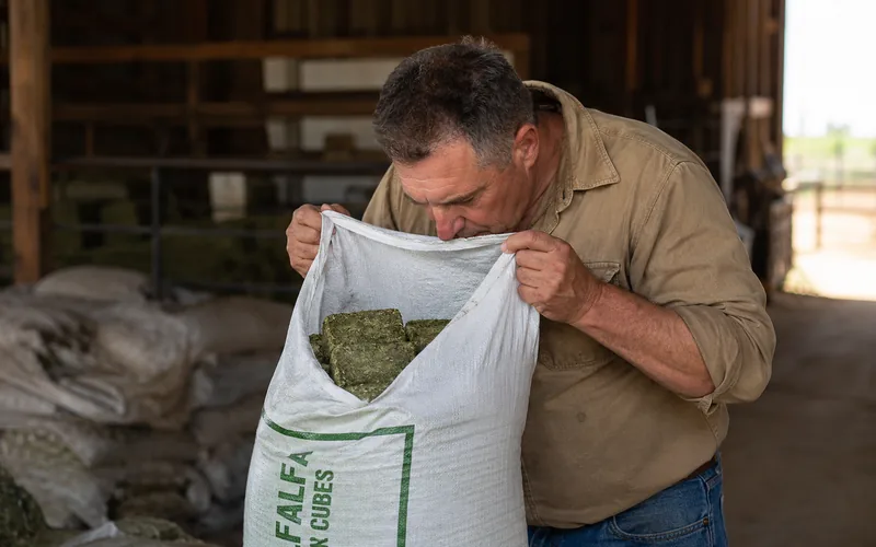 A farmer opening a bag of hay cubes and sniffing to check for freshness and mold