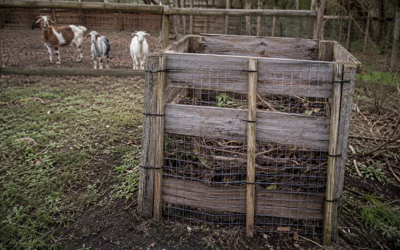 A wooden compost bin secured with wire fencing beside a goat pen on a small homestead