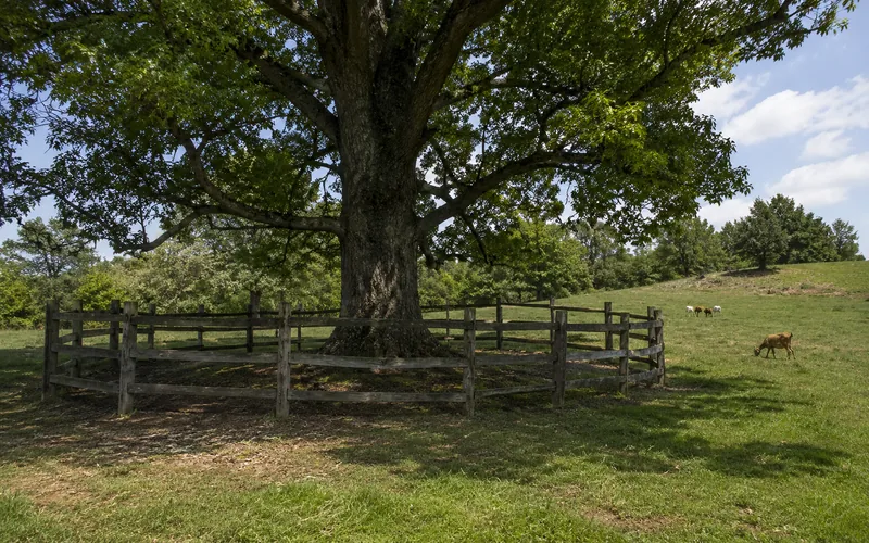 A wooden fence sectioning off a large oak tree from a goat pasture
