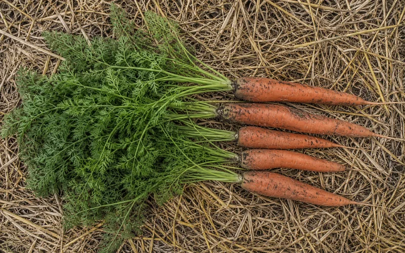 A cluster of fresh orange carrots with long feathery green tops still attached, resting on straw