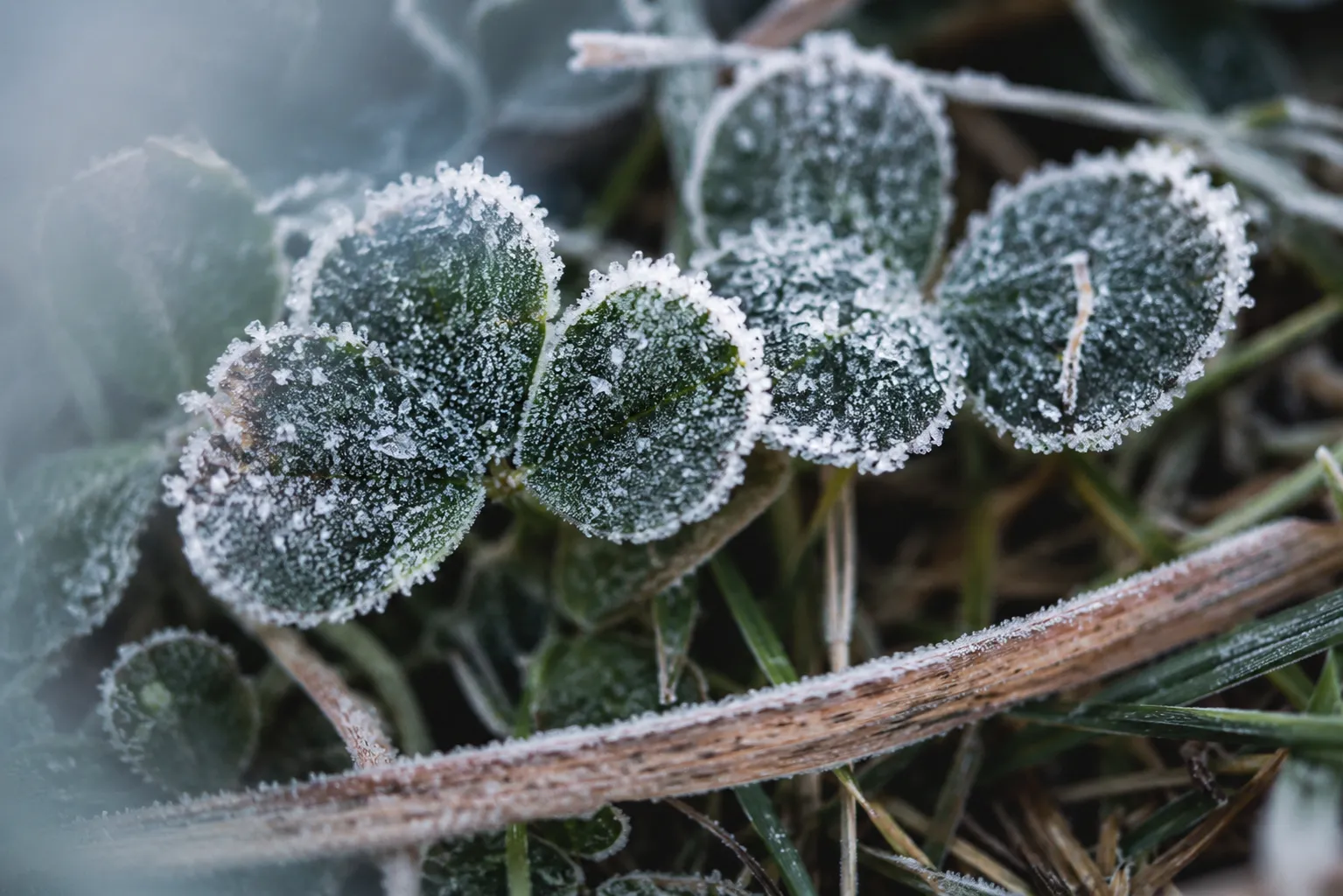 Close-up of frost crystals forming on clover leaves in early morning pasture