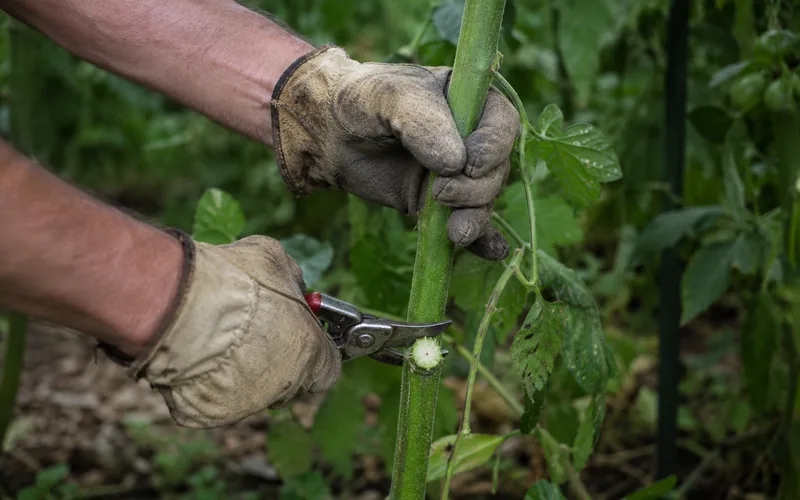 Gardener wearing thick canvas gloves cutting down tall hollyhock stalks with pruning shears