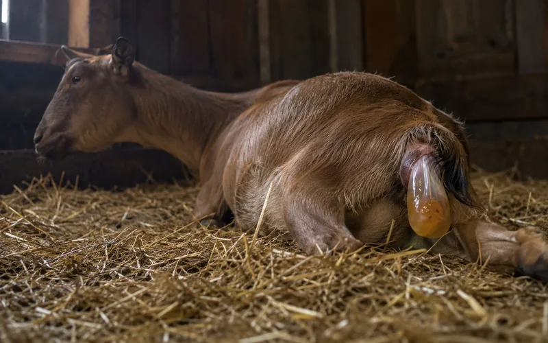 A doe in active labor lying in clean straw with a water bag emerging during kidding