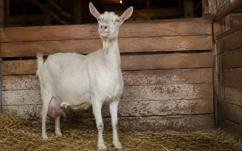 A goat showing an alert head-up posture in a barn stall