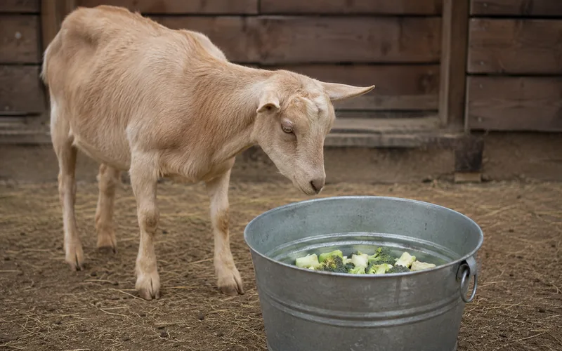 A single goat standing beside a feed bucket looking toward a small pile of chopped broccoli