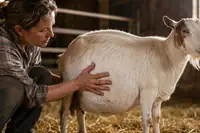 Goat Bloat: Symptoms, Emergency Treatment, and Prevention