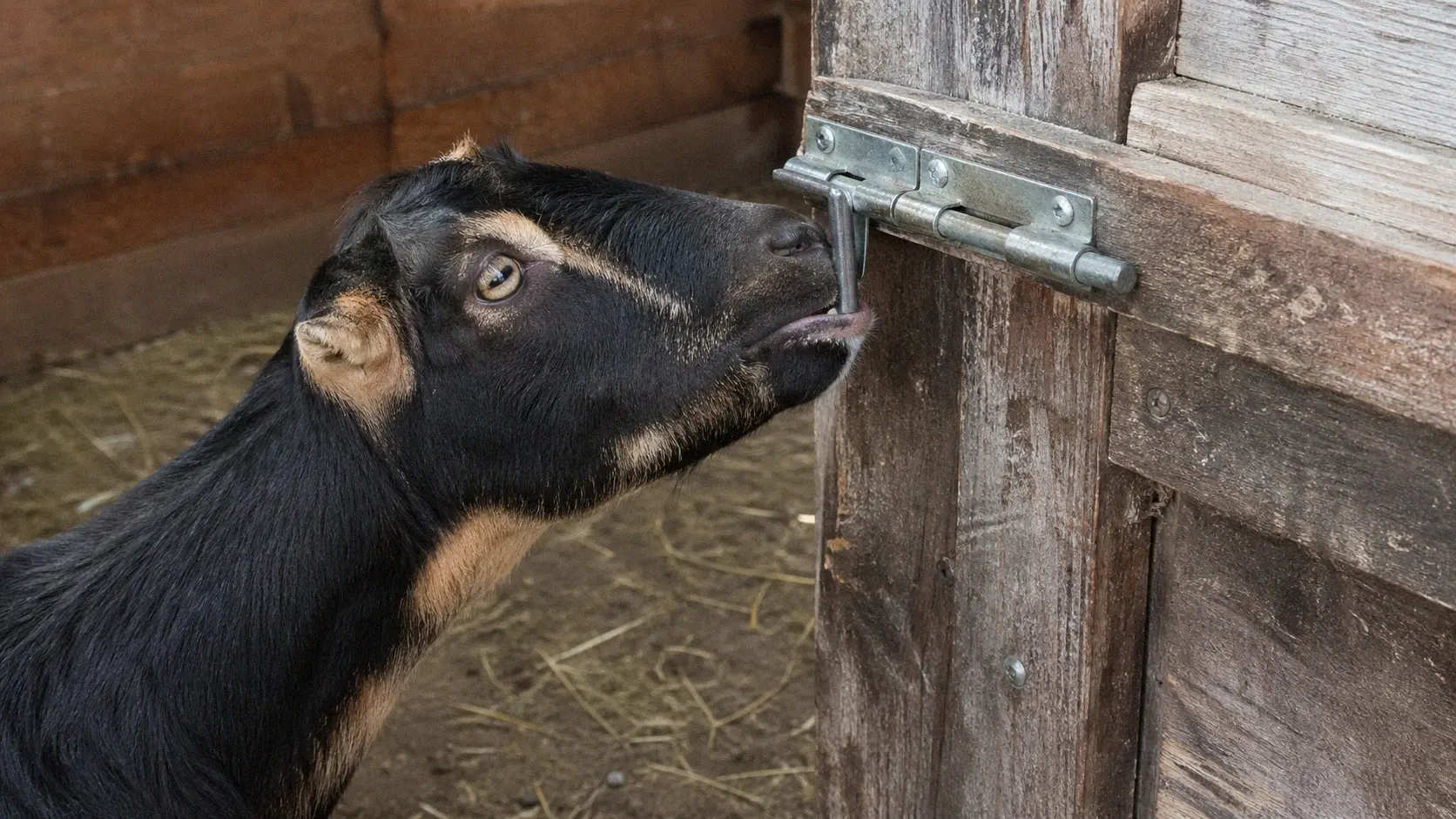 Goat trying to unlatch a feed room gate with its mouth