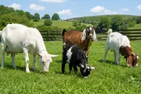 Goat Breeds: The 12 Best Breeds for Milk, Meat, and Pets