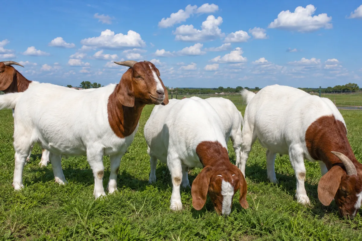 Boer meat goats grazing in an open field