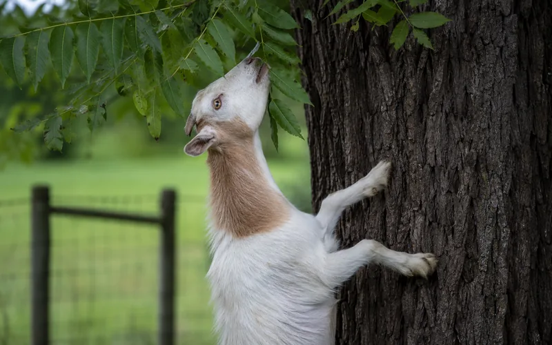 A curious goat reaching up to nibble green black walnut leaves on a low branch at the edge of a pasture