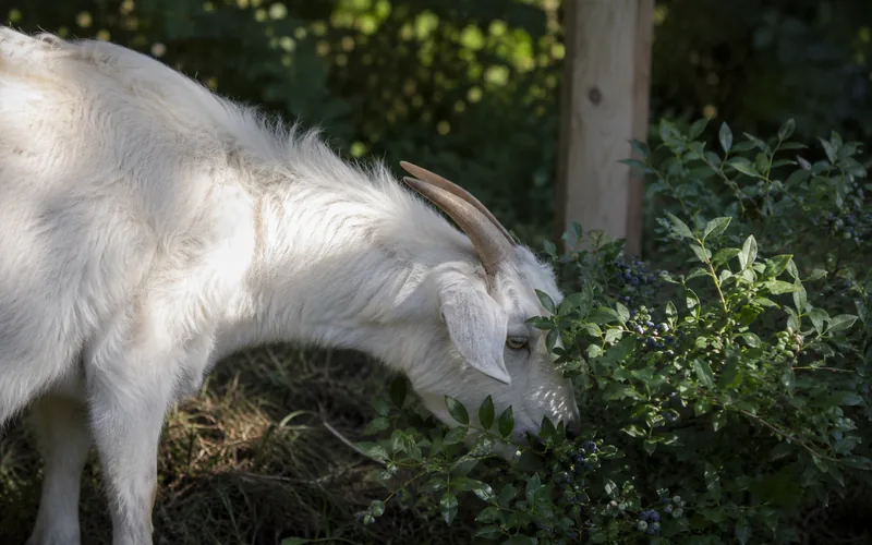 A goat browsing the leaves of a blueberry bush in a garden