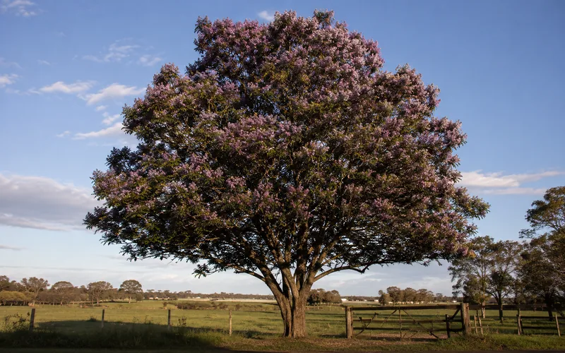 A goat browsing tree bark in a pasture with a chinaberry tree in the background