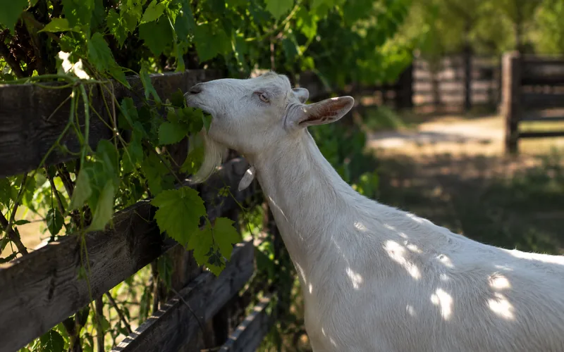 A goat browsing on green grapevine leaves along a fence