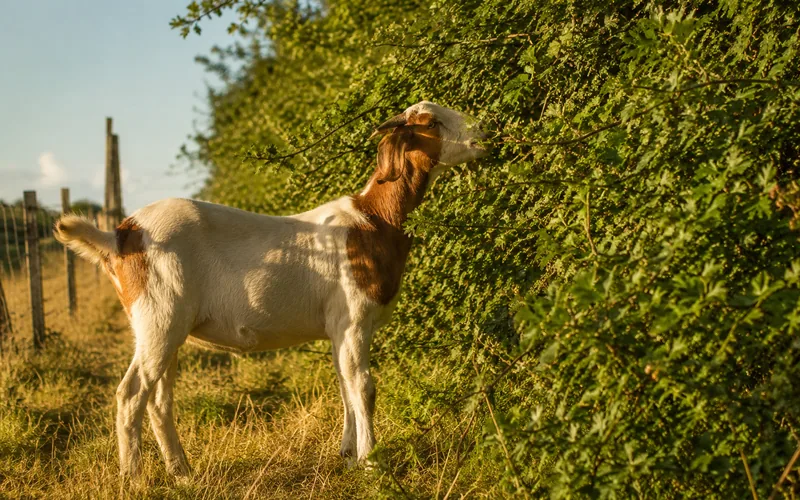 A goat browsing the green leaves of a hawthorn hedge along a pasture fence line
