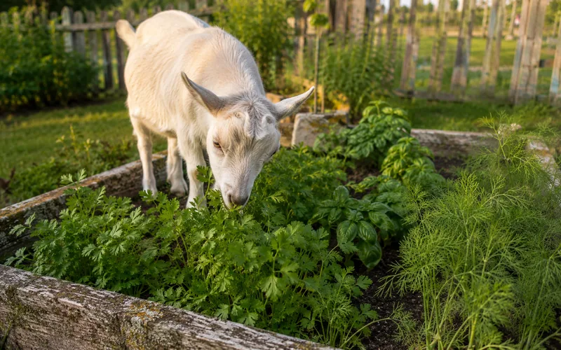 A goat standing in a cottage herb garden sniffing rows of fresh parsley and basil