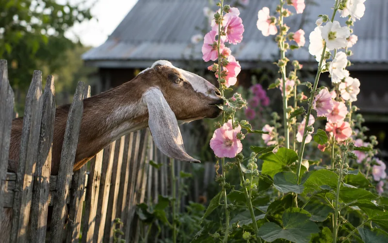 Nubian goat browsing tall pink hollyhock plants along a wooden garden fence on a sunny summer afternoon
