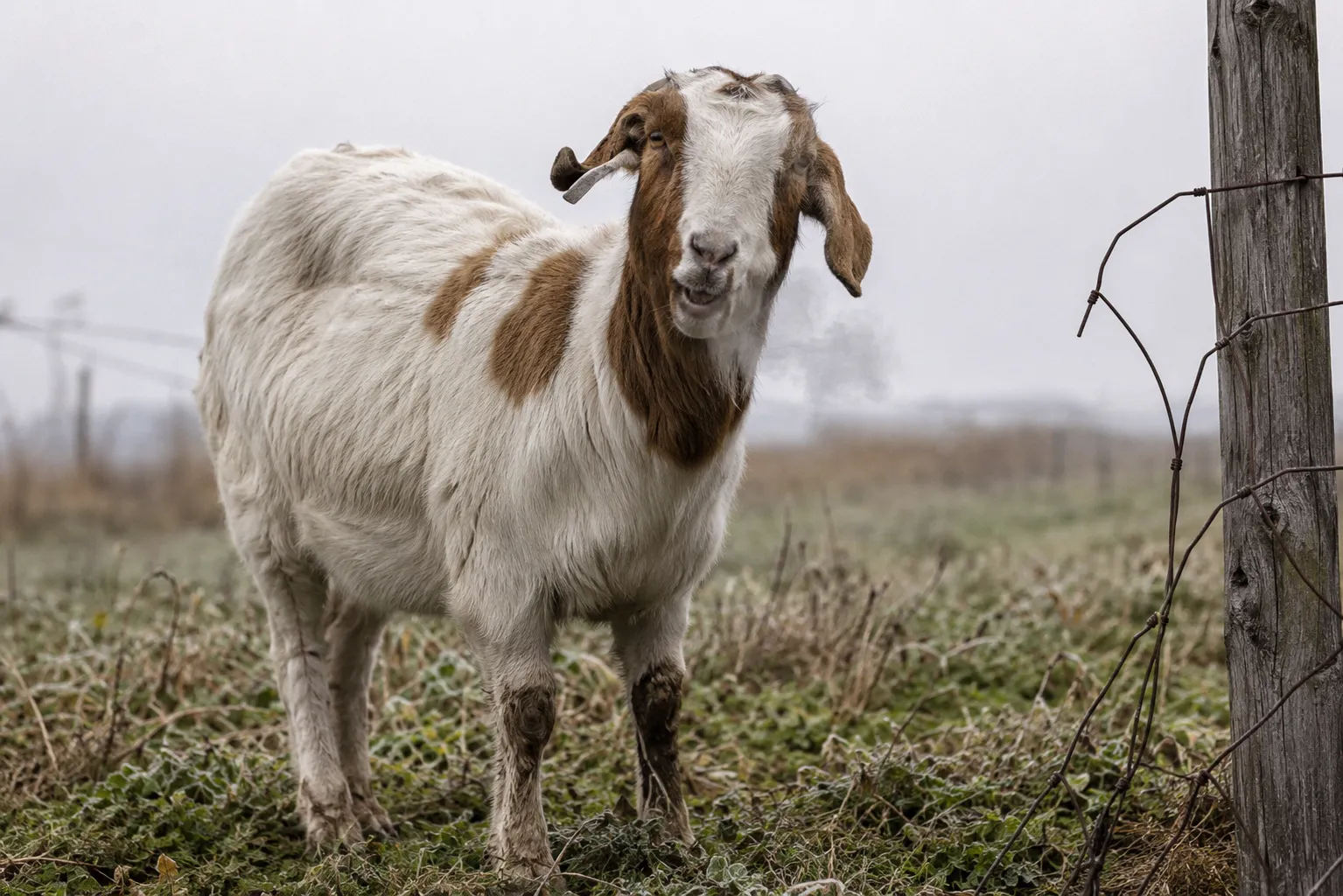 Goat browsing near mixed pasture with clover and grass in cold weather