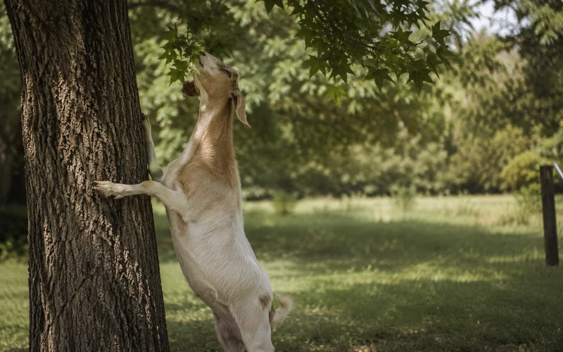 A goat browsing green sweet gum leaves from a low branch
