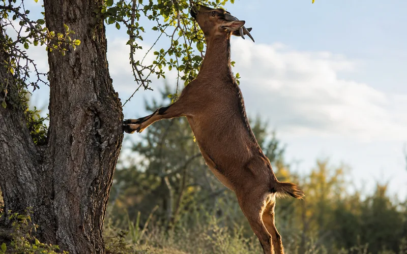 Goat browsing on leafy branches at head height