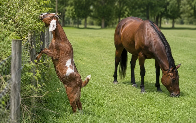A goat browsing weeds and brush at the fence line while a horse grazes grass behind it