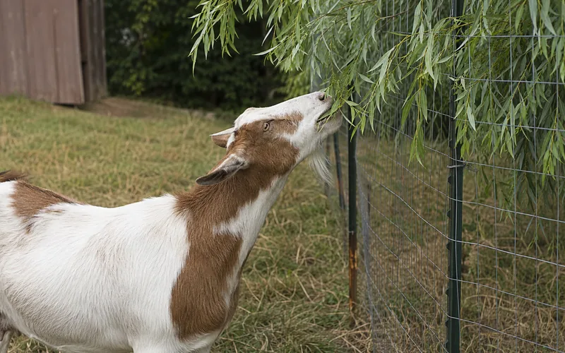 A goat pulling long narrow willow leaves from a drooping branch over a farm fence