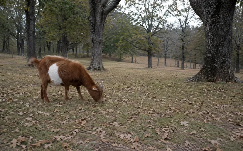 A goat browsing in a wooded pasture near oak trees
