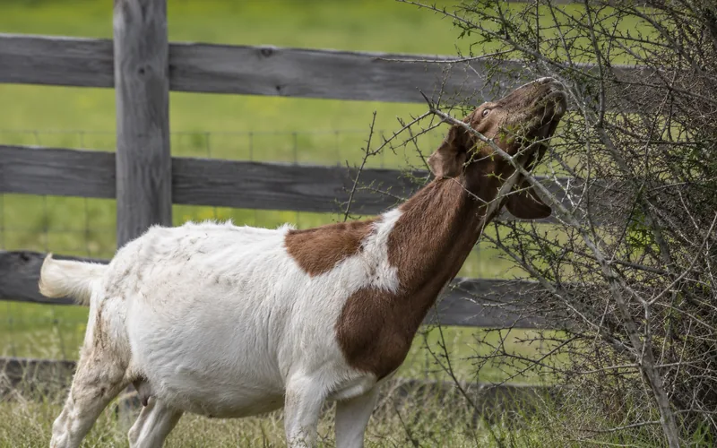 A goat browsing bitter woody shrubs at the edge of a pasture