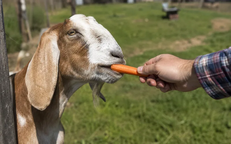 A goat eating a carrot treat from an outstretched hand in a sunny farm field