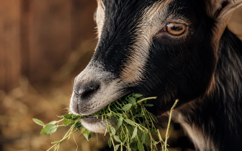 Close-up of a goat chewing a mouthful of leafy green alfalfa