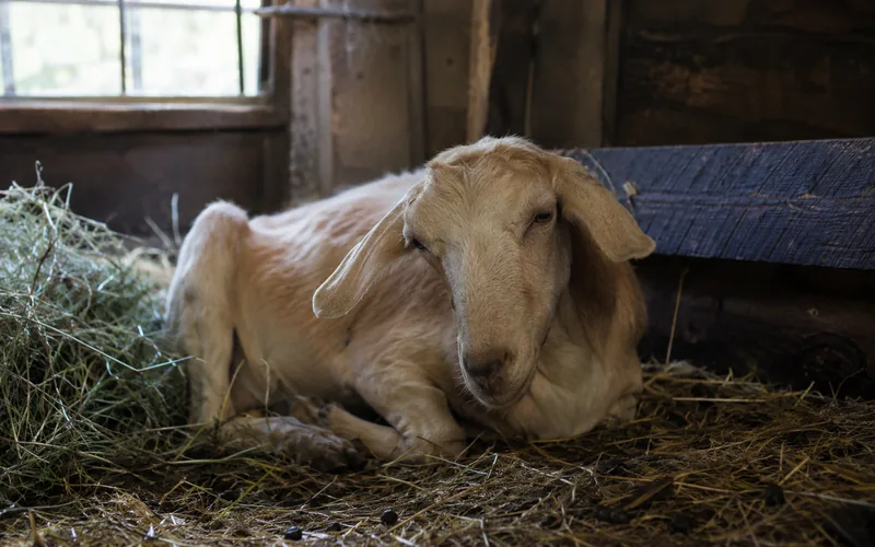 A lethargic goat lying down in a barn stall showing signs of illness
