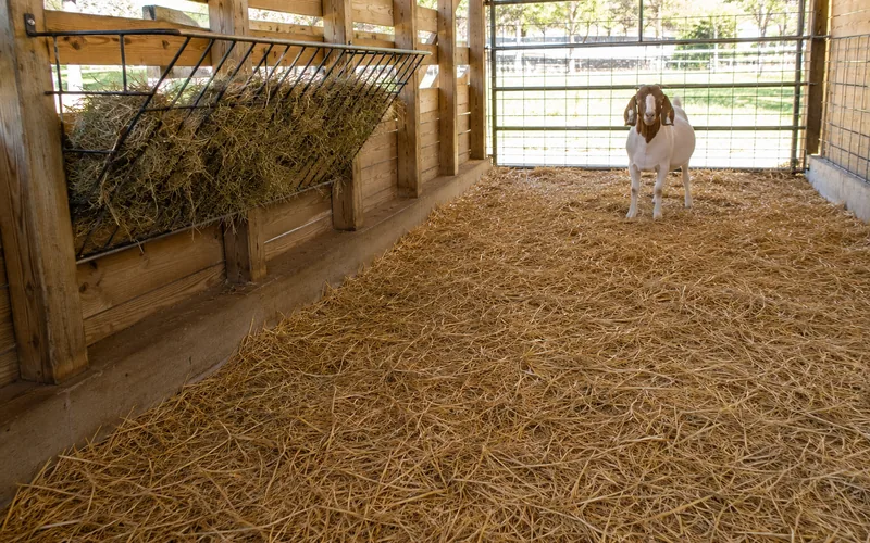 A young goat kid with a dull, rough coat standing listlessly in a barn pen