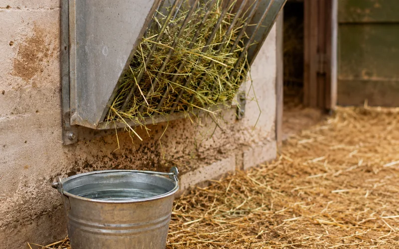 A clean, dry goat pen with a raised hay feeder and fresh straw bedding