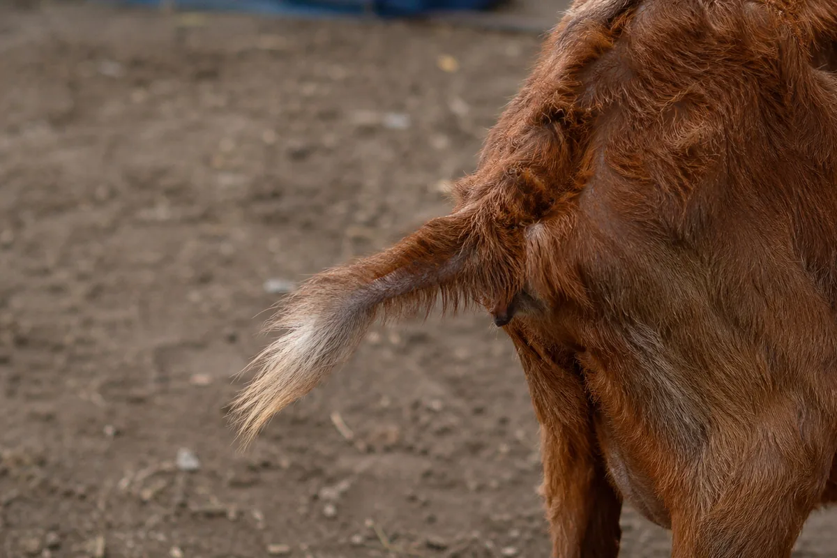 A goat with a sunbleached, rusty, rough coat typical of copper deficiency