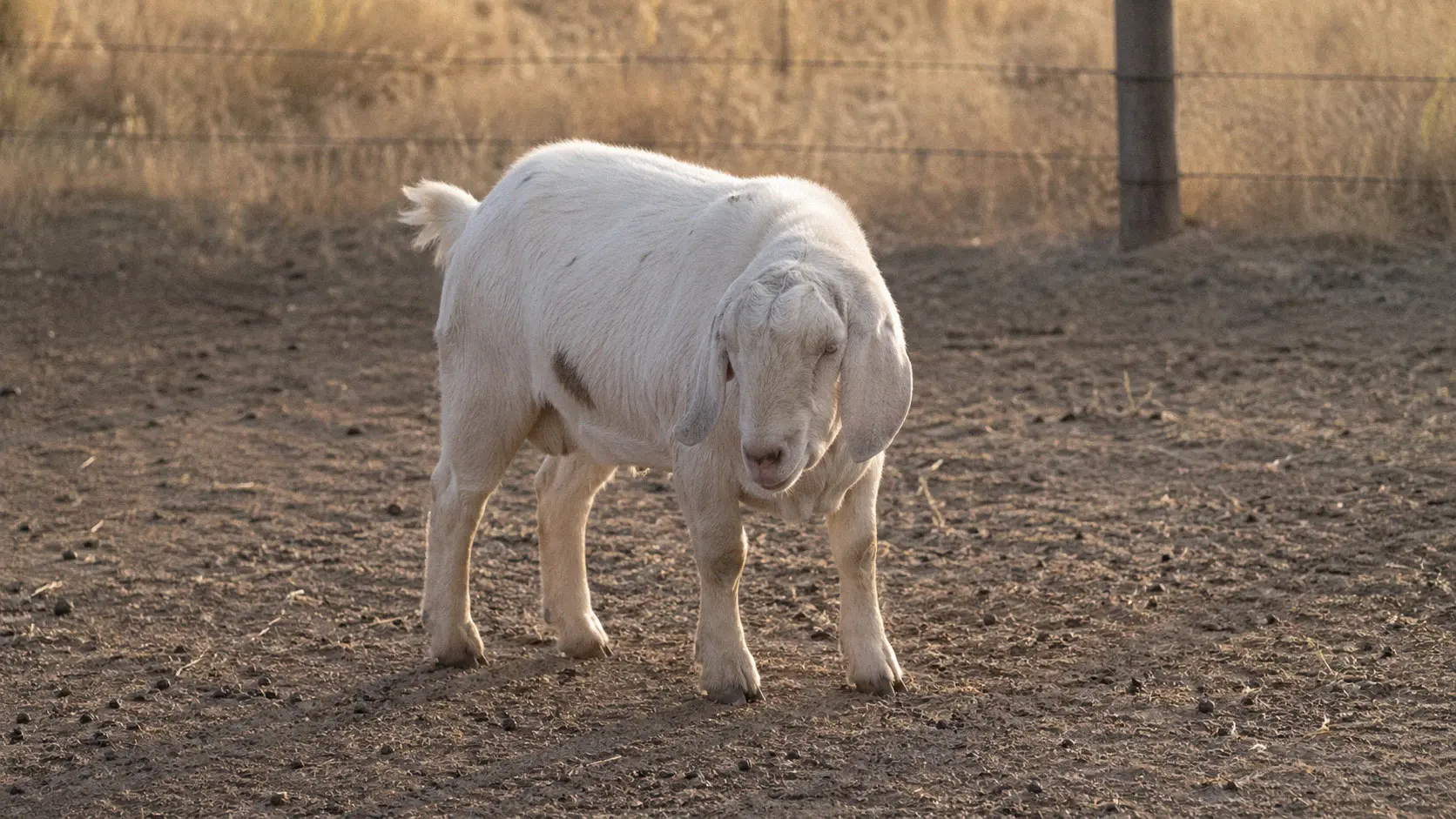 Goat showing early signs of dewormer overexposure with mild lethargy