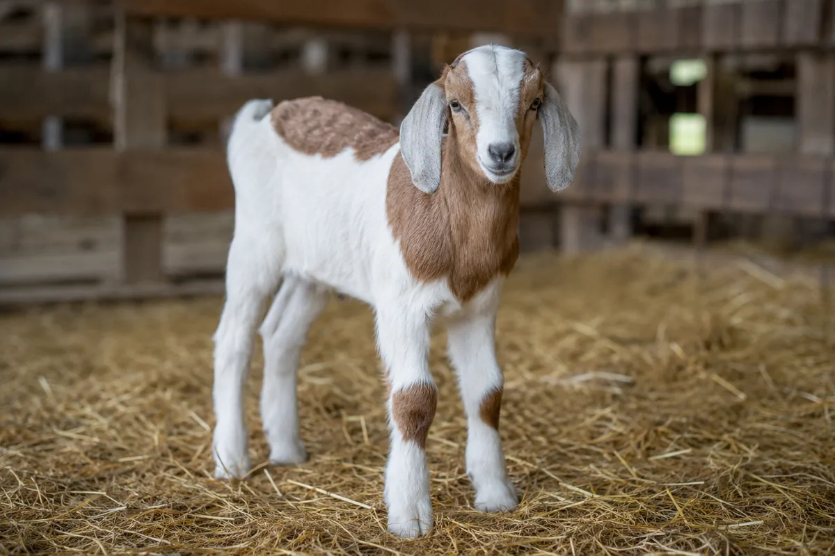 A weanling goat standing in a clean barn pen