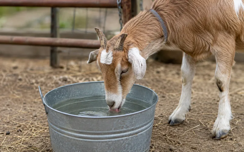 A goat drinking clean water from a bucket in a farm pen