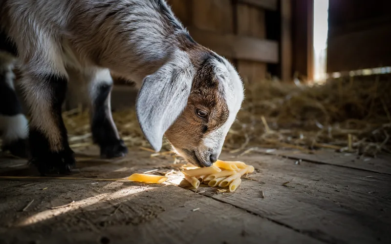 A young goat inspecting scattered dry pasta shapes on a barn floor