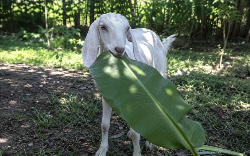 A white goat with floppy ears contentedly chewing a large green banana leaf in a sunny backyard setting