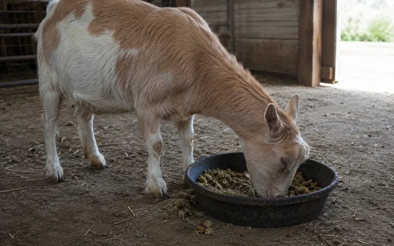 A goat eating broken hay cubes from a shallow rubber pan in a barn