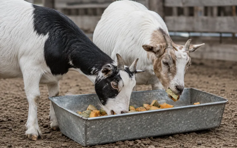 Goats eating cantaloupe rind chunks from a feed trough