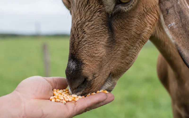 A person hand-feeding cracked corn to a brown goat