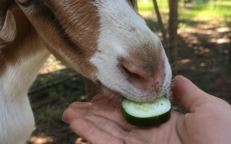 Dairy goat eating a slice of fresh cucumber from a person's hand
